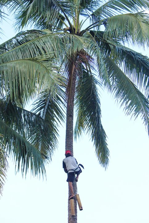 Ilustrasi air nira di Tasikmalaya