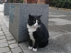 Gemasnya! Atraksi Nomor 1 di Kota Ini Seekor Kucing