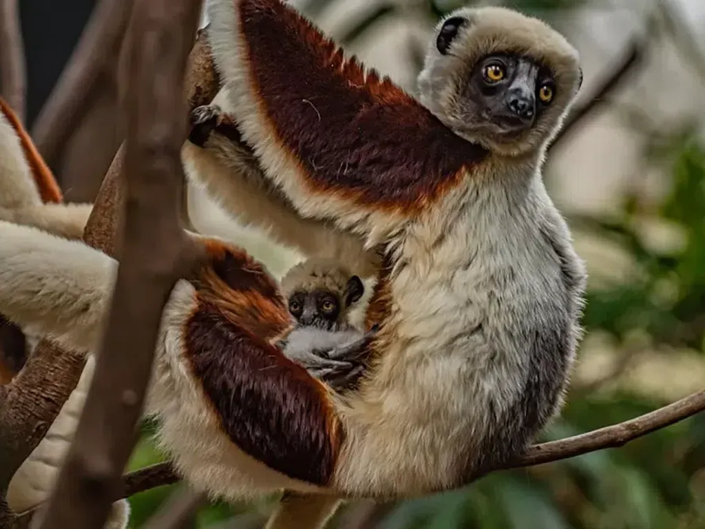 Kabar Bahagia, Lemur Langka Baru Saja Lahir! Kabar Bahagia, Lemur Langka Baru Saja Lahir!