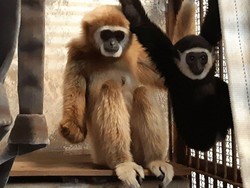 Misterius! Tinggal di Kandang Sendirian, Owa Ini Bunting