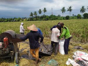 Petani Unjuk Gigi, Harga Gabah Rp 6.000 Tertinggi Sepanjang Sejarah