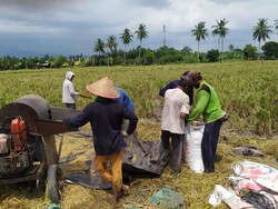 Petani Unjuk Gigi, Harga Gabah Rp 6.000 Tertinggi Sepanjang Sejarah