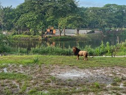 Catat, Ini Harga Tiket Solo Safari saat Libur Lebaran