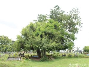 Petilasan Wali di Blora Ini Tak Ditumbuhi Rumput Meski Sekitarnya Lebat Petilasan Wali di Blora Ini Tak Ditumbuhi Rumput Meski Sekitarnya Lebat