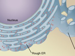 Memahami Apa Itu Retikulum Endoplasma Serta Perbedaan SER dan RER