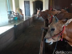 Segini Harga Fantastis Sapi Sultan Madura yang Punya Kandang Mewah