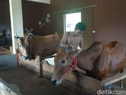 Hobi Gila Sultan Madura Bos Besi Tua Rela Rogoh Miliaran demi Karapan Sapi