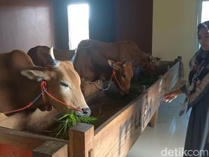 Perawatan Istimewa Sapi-sapi Sultan Madura di Kandang Mewah