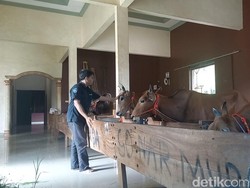 Jatim Sepekan: Kandang Sapi Mewah Sultan Madura-Singa Taman Safari Tabrak Mobil