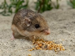 Pat, Tikus Tertua di Dunia yang Dirawat Manusia