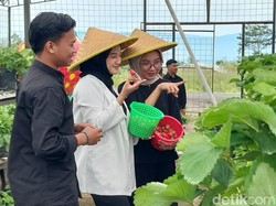Ayo Ajak Keluarga! Wisata Petik Strawberry di Kota Batu Serasa Kebun Sendiri