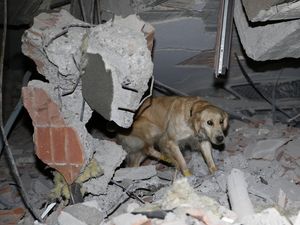 Anjing Pelacak Dikerahkan Cari Korban Gempa Turki