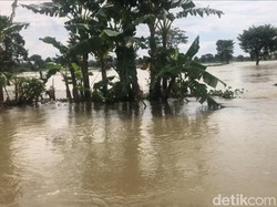 Banjir Lamongan Rendam Jalan Desa hingga Tambak, Ketinggian Air 30 Cm