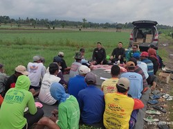Banyuwangi Genjot Produksi Bawang Merah dan Cabai Rawit dari Sekolah Lapangan