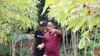 Kini Jadi Petani, Intip 8 Foto Kebun Sayur Narji yang Luasnya Ribuan Meter