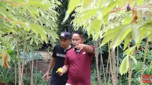 Kini Jadi Petani, Intip 8 Foto Kebun Sayur Narji yang Luasnya Ribuan Meter