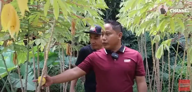 kebun sayur Narji
