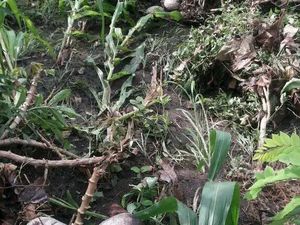 Banjir di Lahan Pertanian Flores Timur, Petani Gagal Panen