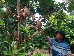 Cuan! Warga Klaten Budidaya Sawo Raksasa, Raup Omzet Rp 10 Juta Per Bulan