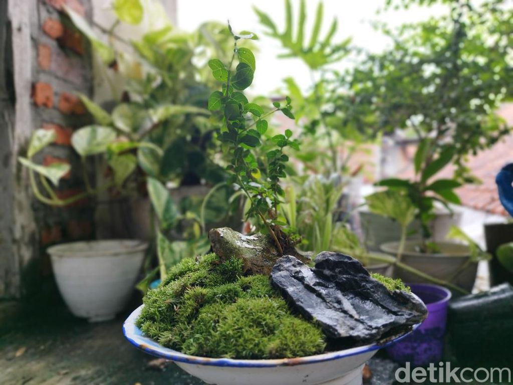 Siasat Penjual Tanaman di Gresik Kreasikan Bonsai Hias agar Tetap Cuan Siasat Penjual Tanaman di Gresik Kreasikan Bonsai Hias agar Tetap Cuan