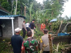 Pohon Lapuk Patah Timpa Rumah-Motor Warga di Abiansemal