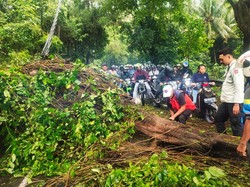 Pohon Tumbang Tutup Badan Jalan di Jalur Amlapura-Singaraja