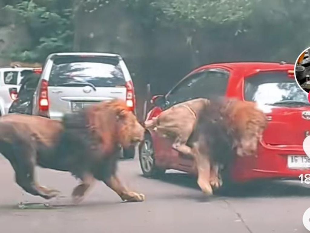 Pengakuan Pengunjung yang Mobilnya Ditabrak Singa di Pasuruan Pengakuan Pengunjung yang Mobilnya Ditabrak Singa di Pasuruan