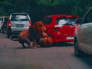 Pemilik Yaris dan Singa yang Seruduk Mobilnya Sepakat Damai, Pakai Cara Kekeluargaan Pemilik Yaris dan Singa yang Seruduk Mobilnya Sepakat Damai, Pakai Cara Kekeluargaan