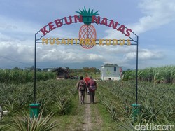Sensasi Petik Langsung di Kebun Nanas Kudus, Cocok Isi Liburan Akhir Pekan