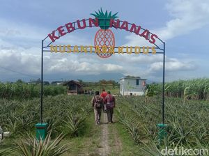 Sensasi Petik Langsung di Kebun Nanas Kudus, Cocok Isi Liburan Akhir Pekan Sensasi Petik Langsung di Kebun Nanas Kudus, Cocok Isi Liburan Akhir Pekan