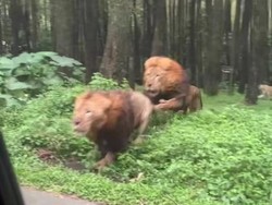 Pemobil Bertemu Singa di Taman Safari Prigen, Akhir Damai