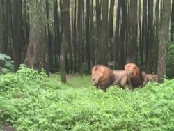 Keeper Taman Safari Prigen Sempat Lerai 2 Singa yang Berkelahi-Tabrak Mobil