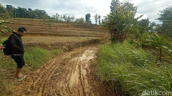 Menelusuri Jalur Berlumpur Hutan Tambakromo Pati TKP Mobil Nyasar Misterius