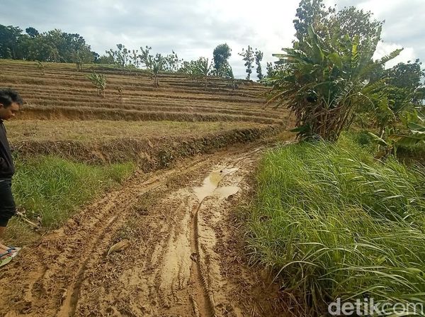 Menelusuri Jalur Berlumpur Hutan Tambakromo Pati TKP Mobil Nyasar Misterius