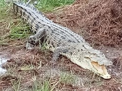 Geger Buaya 3 Meter Muncul di Persawahan Maros, Damkar Turun Tangan