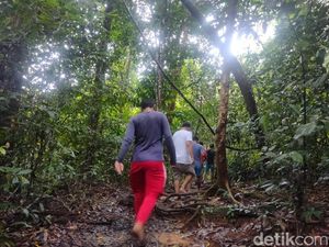 Pendakian Singkat di TNGL Bukit Lawang, Melihat Langung Orang Utan