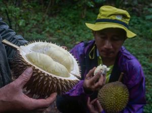 Wow! Durian Lokal Milky Mampu Hasilkan 800 Buah/Pohon