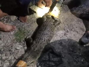 Buaya di Toilet Warga Bone Bikin Geger, Lakban Putus-Kades Nyaris Digigit