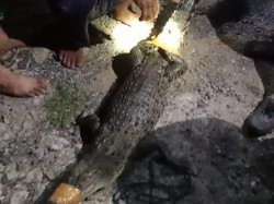 Buaya di Toilet Warga Bone Bikin Geger, Lakban Putus-Kades Nyaris Digigit