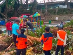 Bruk! Dahan Trembesi 50 Tahun di Umbul Cokro Klaten Patah Timpa Lapak PKL
