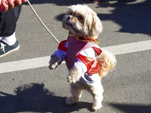 Mengapa Cokelat Berbahaya untuk Anjing? Ternyata Ini Faktanya