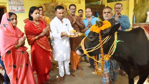 India Usulkan Ubah Valentine Jadi Hari Peluk Sapi