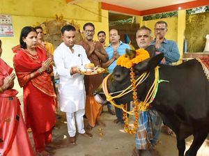 India Usulkan Ubah Valentine Jadi Hari Peluk Sapi India Usulkan Ubah Valentine Jadi Hari Peluk Sapi