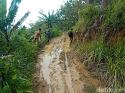 Menyusuri Jalan Lokasi Mobil Nyasar di Hutan Pati, Begini Kondisinya