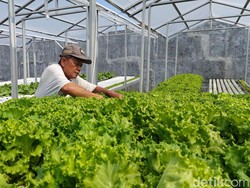 Semangat Pasutri Lansia Probolinggo Raup Cuan Lewat Budidaya Selada Hidroponik