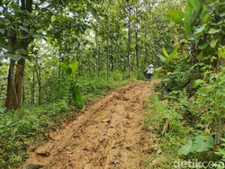 Cerita Punden Mbah Caruban, Tempat Keramat Dekat Mobil Nyasar di Hutan Pati
