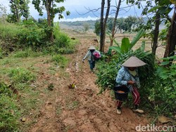 Ada Taman Buah Keramat di Hutan Tambakromo Pati TKP Mobil Nyasar