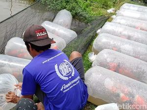 Peternak Koi Blitar Menjerit Harga Anjlok Imbas Serbuan Ikan Impor Jepang Peternak Koi Blitar Menjerit Harga Anjlok Imbas Serbuan Ikan Impor Jepang