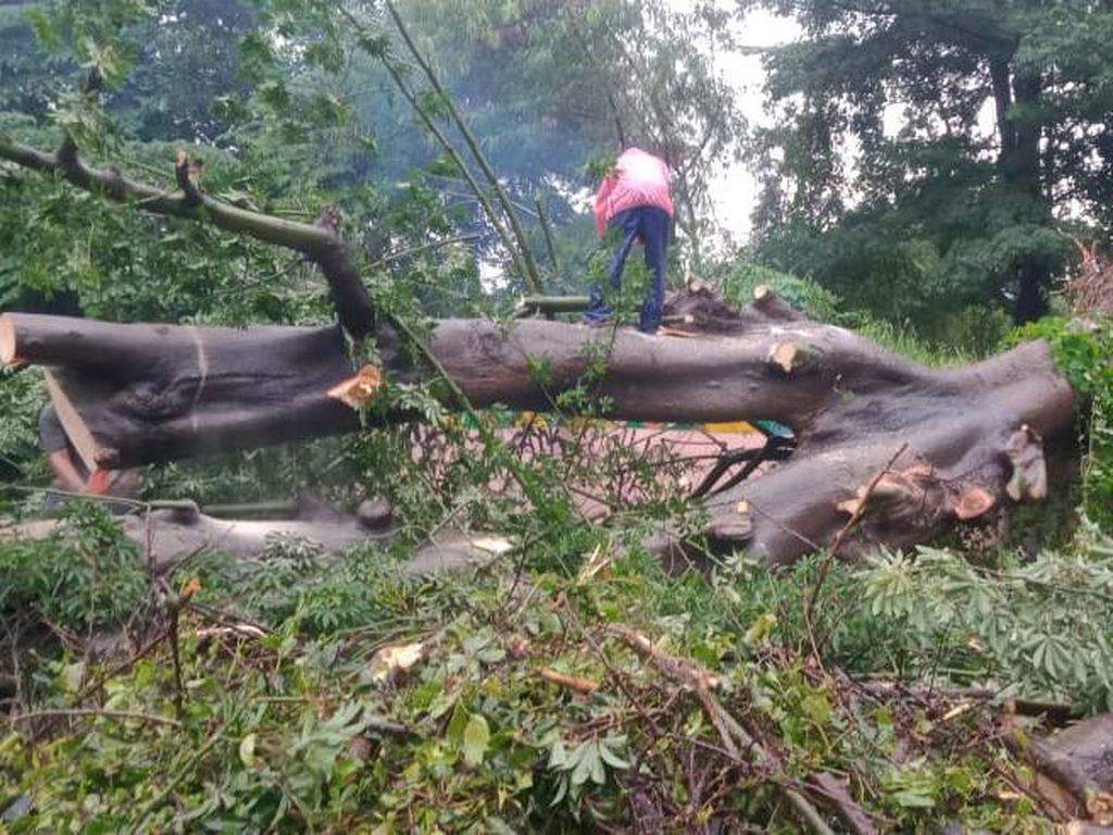 Hujan Deras Disertai Angin Tumbangkan 8 Pohon di Surabaya