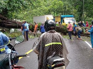 Pohon Tumbang Melintang Jalan, Arus Lalin Jember-Banyuwangi Macet Total